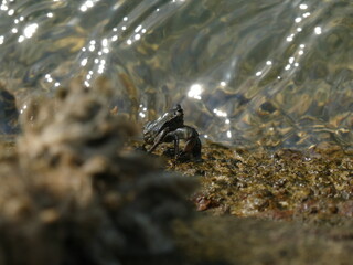Rock crab in the Bay of Santander.