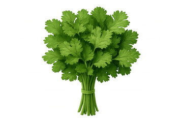 Verdant coriander bundle, tightly bound with green twine, showcasing leafy freshness against clean transparent backdrop