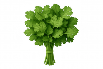 Verdant coriander bundle, tightly bound with green twine, showcasing leafy freshness against clean transparent backdrop