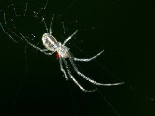 Macro close-up of an orb-weaver spider (Araneus diadematus) showing a small red parasitic mite...