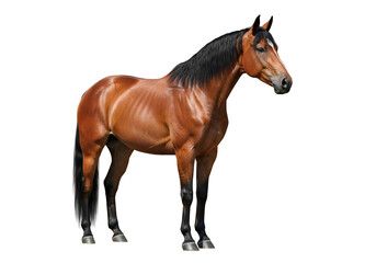 Naklejka premium Elegant brown horse standing on a black background showcasing muscular build and glossy coat
