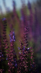Salvia nemorosa. Bright lilac flowers grow in a greenhouse at a plant nursery.