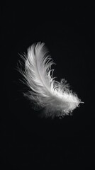 Obraz premium Single white feather against black