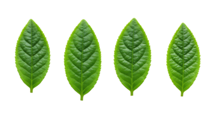 Six vibrant emerald green young leaves, smooth texture & clear veins, arranged in two rows on a transparent studio background with copy space, concept of natural purity