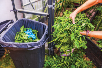 Female hands throwing green tomato plant leaves into trash bin with black bag against background of...