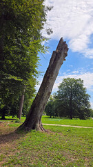 Tall decaying tree trunk leans at an angle, sporting bracket fungi and rough bark, set against...