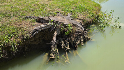 Large weathered stump with sprawling roots juts from grassy bank into calm green lake, surrounded...