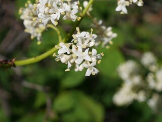 Close-Up of White Blossoms on Japanese Tree Lilac in Summer, Colorado