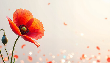 Vibrant red poppy with petals on light background, with space for text