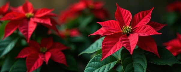 Vibrant red poinsettia with deep green foliage, pristine bloom , winter flora, flora, scarlet