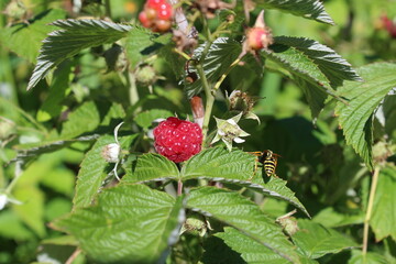 Sweet berries ripened on the raspberry bush, and a yellow wasp flew in to feast on them.