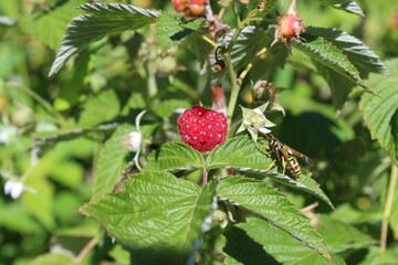 A branch of raspberries with ripe and maturing berries, a striped wasp sits on a green leaf.