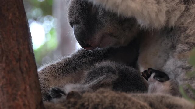 Extreme Close-Up Push-In of Baby Koala Joey Waking Up and Looking at Mother in Tree. baby koala joey nestled in a gum tree, waking up and blinking lovingly at its mother. The tender wildlife moment.