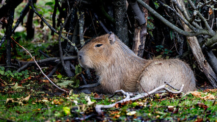 Capybara is laying in the grass. The largest living rodent in the world.