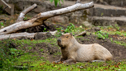 Capybara is laying in the grass. The largest living rodent in the world.