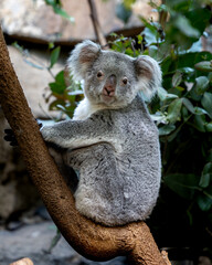 Baby koala is sitting on a tree branch