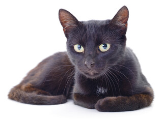Black cat isolated on white background, front view