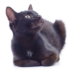 Black cat isolated on white background