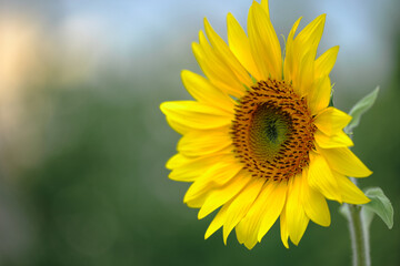 Obraz premium A close-up of a yellow sunflower against a blurred dark green background. The atmosphere is sunny and warm, and the image conveys the mood and natural beauty of the ribbon.