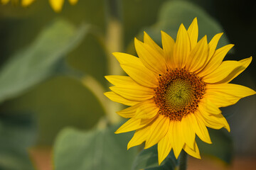 A close-up of a yellow sunflower against a blurred dark green background. The atmosphere is sunny and warm, and the image conveys the mood and natural beauty of the ribbon.