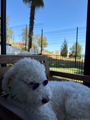 dog on the bench