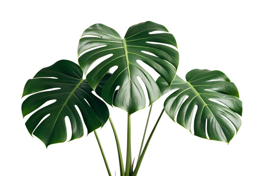 Fototapeta Monstera Deliciosa plant with lush green tropical leaves and distinctive splits, isolated on white background, perfect for botanical themes and vibrant interior design.