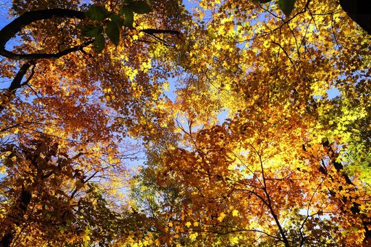 Feuillage des arbres orange et jaune &agrave; l'automne sous le soleil dans une for&ecirc;t 