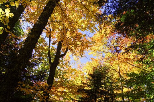 vue de la cime des arbres aux feuilles jaunes &agrave; l'automne