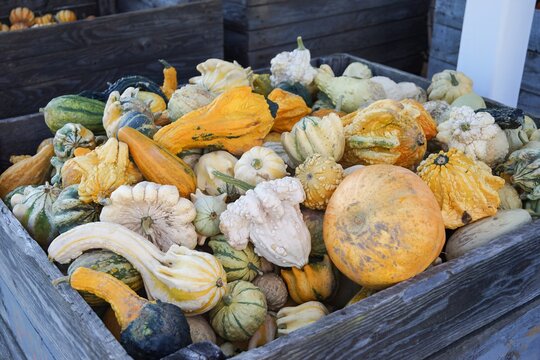 Tas de courges de couleurs et de tailles vari&eacute;es 