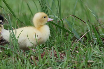 baby duck and ducklings
