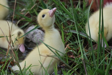 baby duck and ducklings