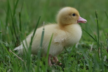 baby duck and ducklings