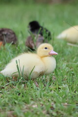 baby duck and ducklings