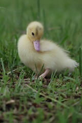 baby duck and ducklings