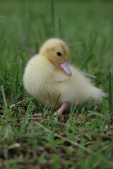 baby duck and ducklings