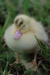 baby duck and ducklings