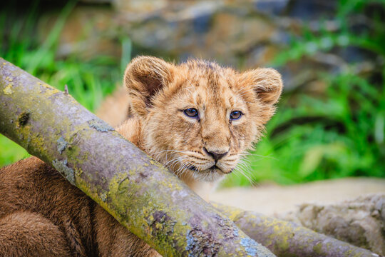 Lions at Cologne Zoo, lion offspring, zoo animals, May 2024More stuff: https://www.instagram.com/cramerclaus/,www.wortsucher.de