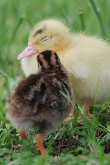 baby duck and ducklings