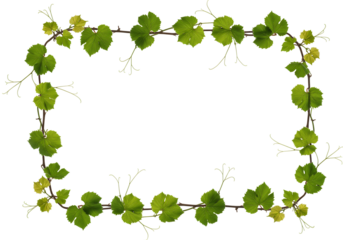 Green grapevine leaf frame transparent background natural border botanical illustration design element