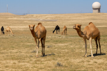 Wild Camels Roaming the Desert Near Communication Tower