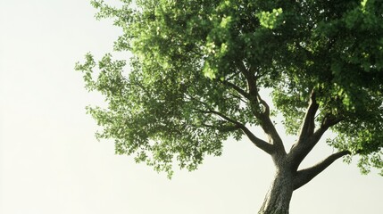 Fototapeta premium Majestic tree standing tall surrounded by lush greenery nature scene vibrant environment tranquil viewpoint
