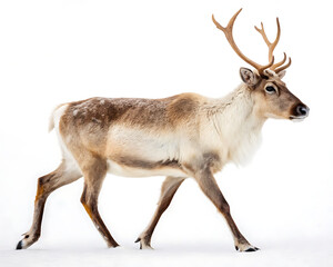 Fototapeta premium A reindeer walking in the snow with antlers and a white background in a full body shot outdoors