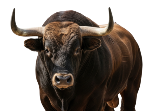 Majestic bull with large horns standing confidently in an open area transparent background, cutout PNG