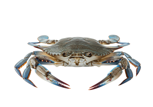 High resolution crab image blue claws detailed texture isolated on transparent background seafood nature food cooking