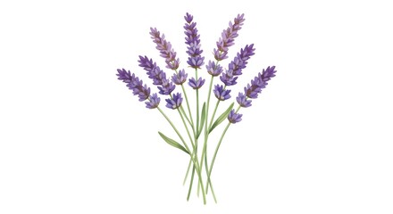 Obraz premium Watercolor Lavender Bouquet Illustration on White Background, Floral Design