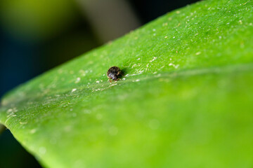 Macro Shot of a Hairy Larva on a Green Leaf