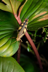 Macro Close-up of a Striped Grasshopper on a Leaf