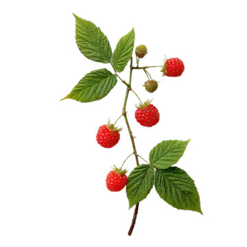 Close up of a raspberry bush with red berries