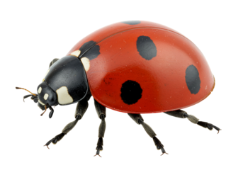 Ladybug macro photography red insect with black spots close up view isolated on transparent background