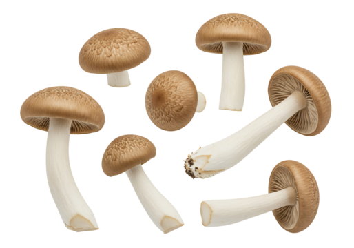 Light brown mushrooms with white stems on transparent background - Powered by Adobe